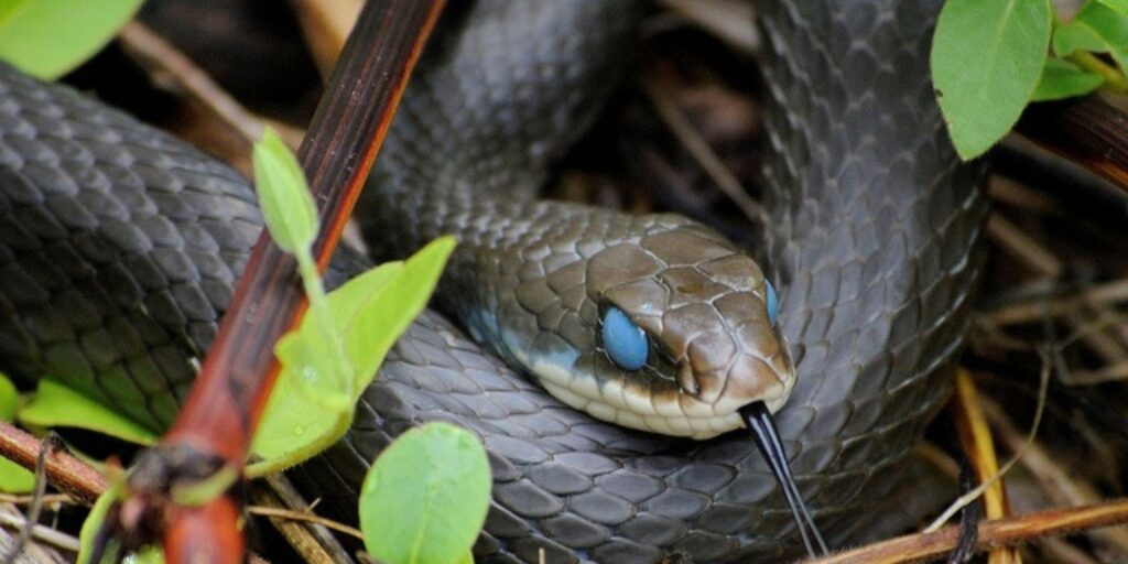 Blue racer snake