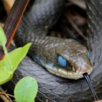 Blue racer snake