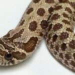 Hognose Snake