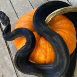 Pumpkin Snakes