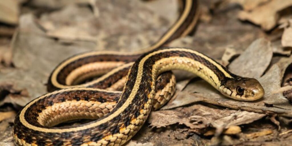 Garter Snake Bite