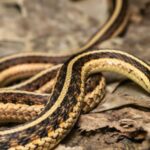 Garter Snake Bite
