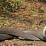 How long do snakes live