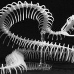 Snake Skull