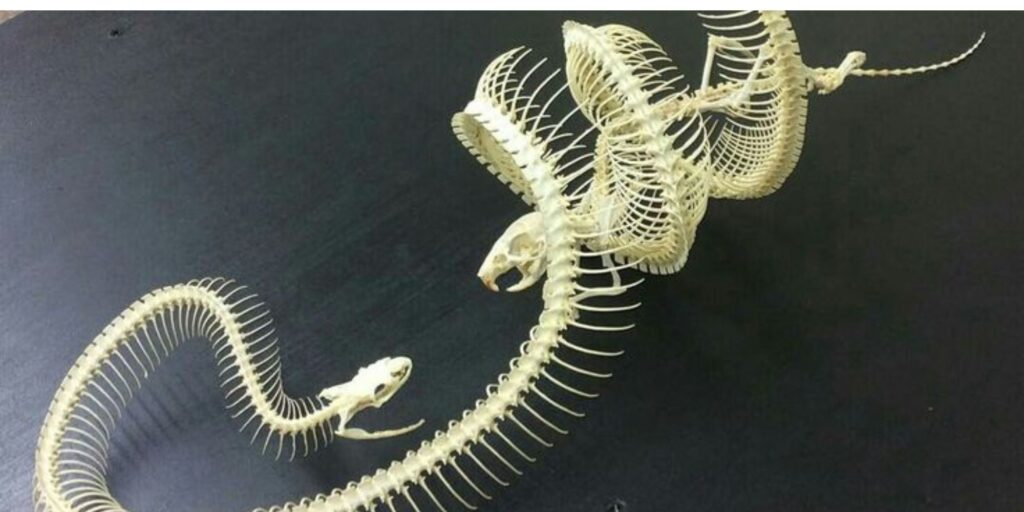 Snake Bones