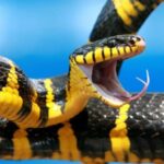 Black and Yellow snake