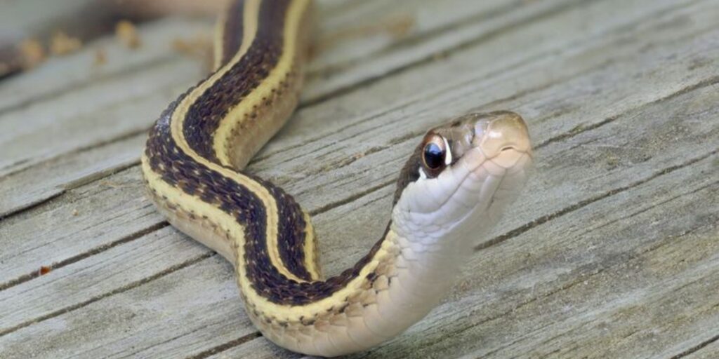 Types of North Carolina Snakes