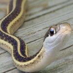 Types of North Carolina Snakes