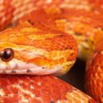 Orange Snakes