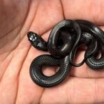 Baby Black Snakes