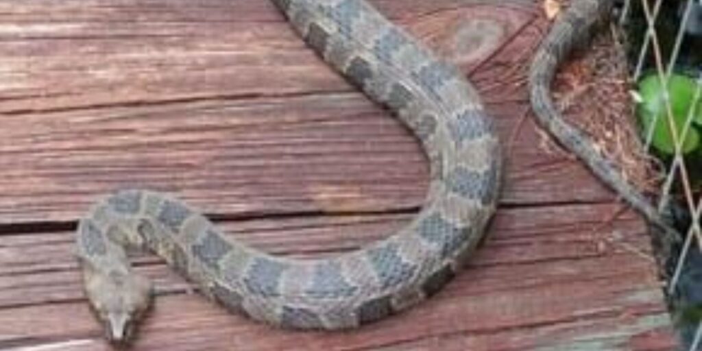 Brown Water Snake