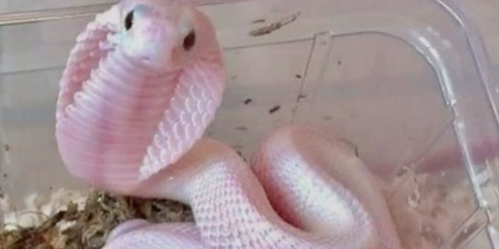 Albino snake