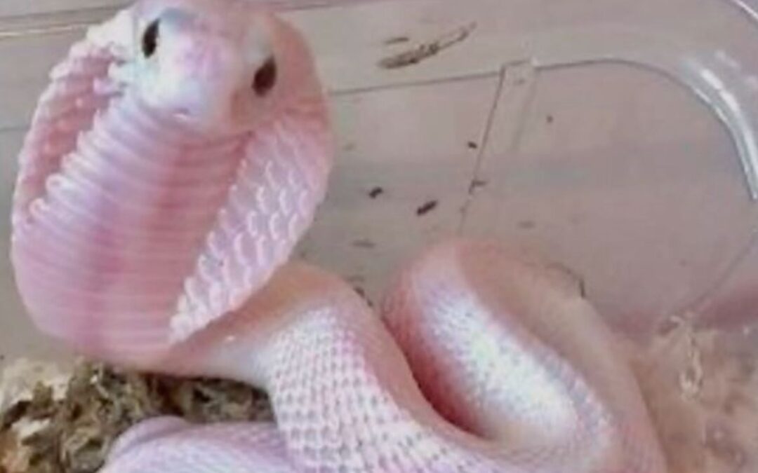 Albino snake