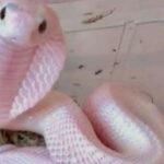 Albino snake