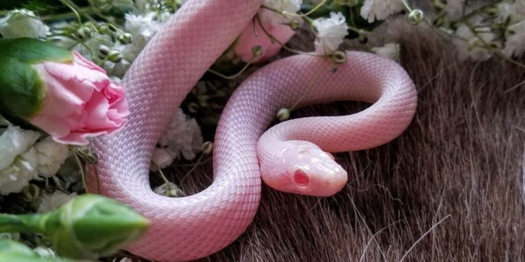 Pink Snakes