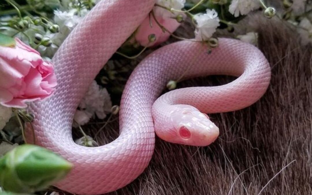 Pink Snakes