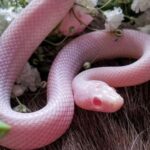 Pink Snakes
