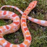 Albino Corn Snake
