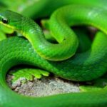 Green Snake