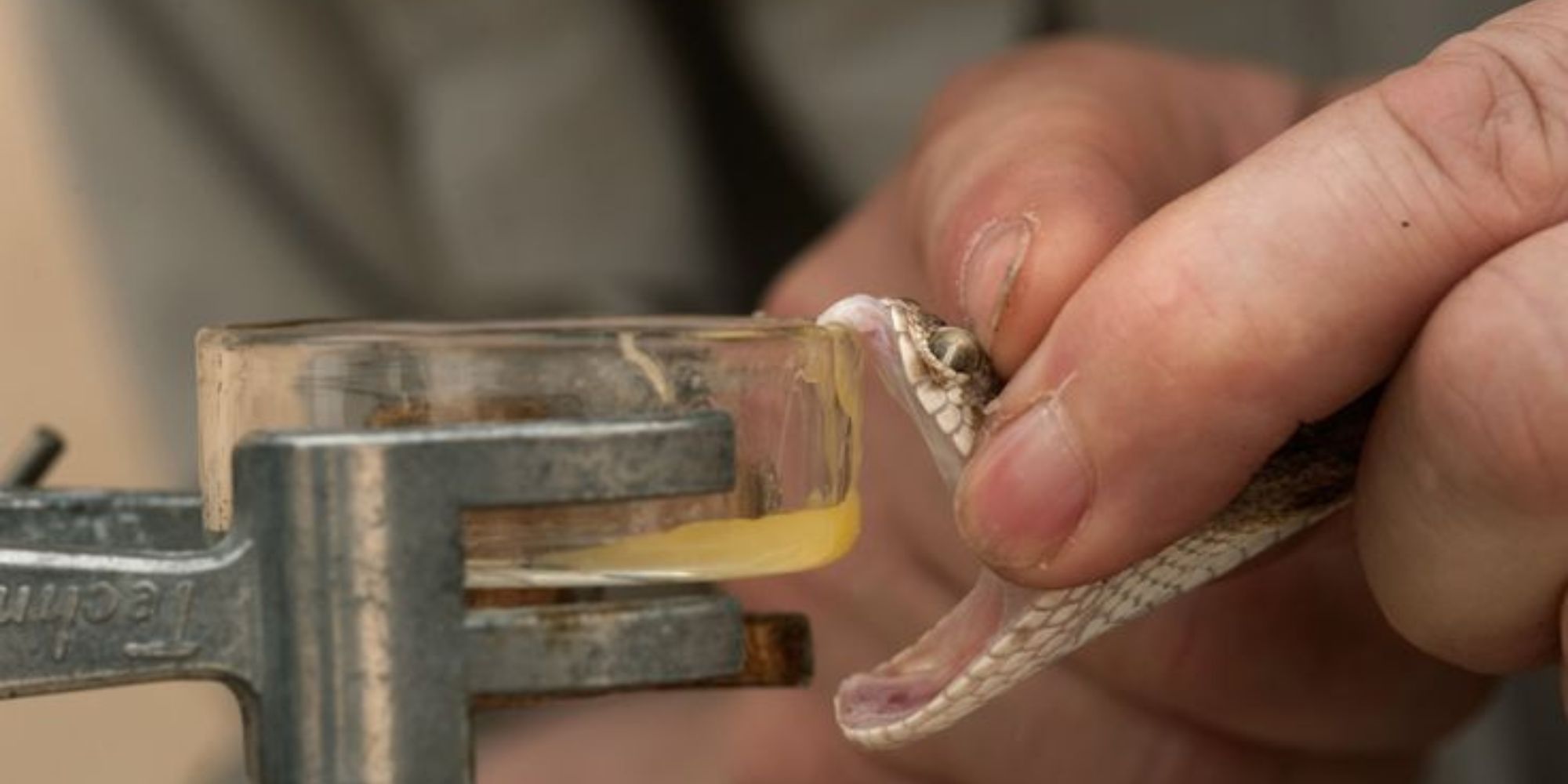 Are Snakes Used in Making Medicine?