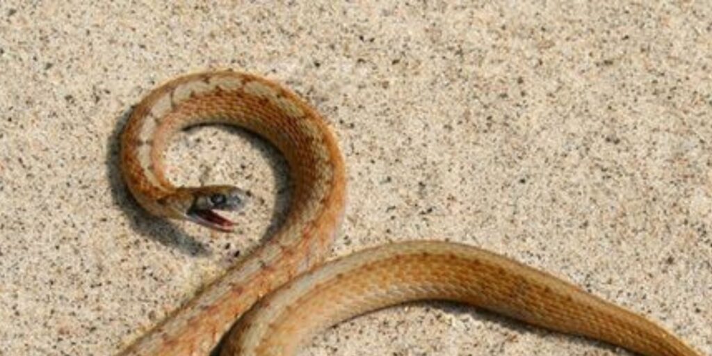 Baby Brown Snake