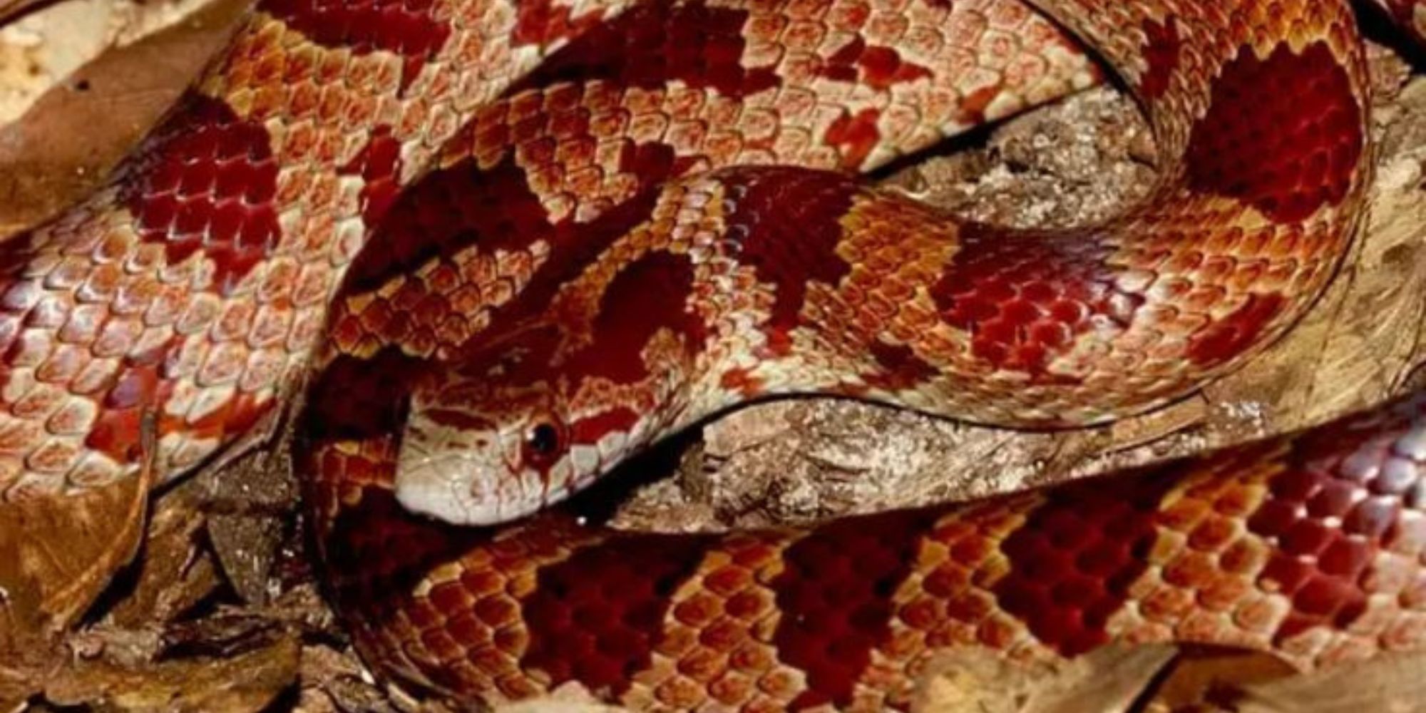 Snakes are Poisonous: Which Type of Snakes