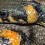 Do snakes have ears