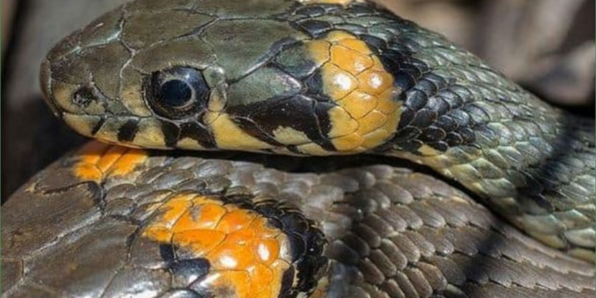 Do snakes have ears: Complete guide