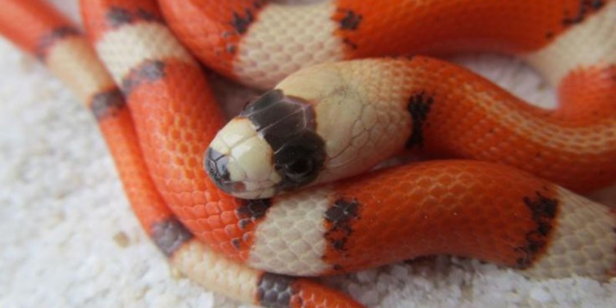 Honduran Pueblan Milk Snake: An Intriguing Hybrid Species