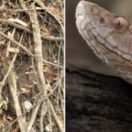 South Carolina Venomous Snakes