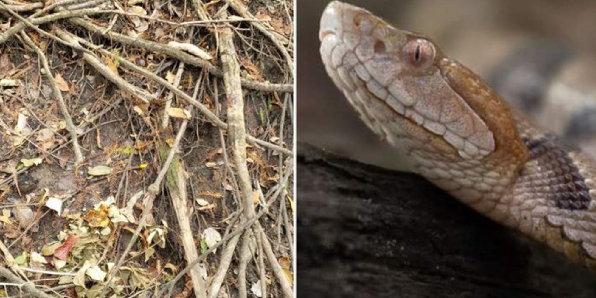 South Carolina Venomous Snakes: Complete Guide