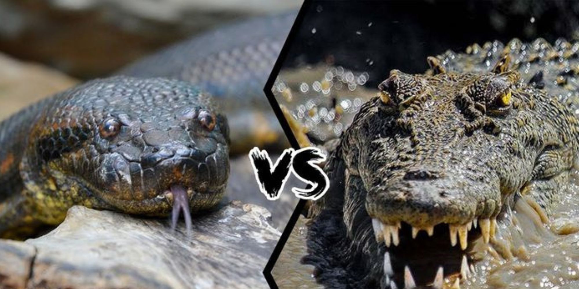 Can Anacondas Eat Crocodiles