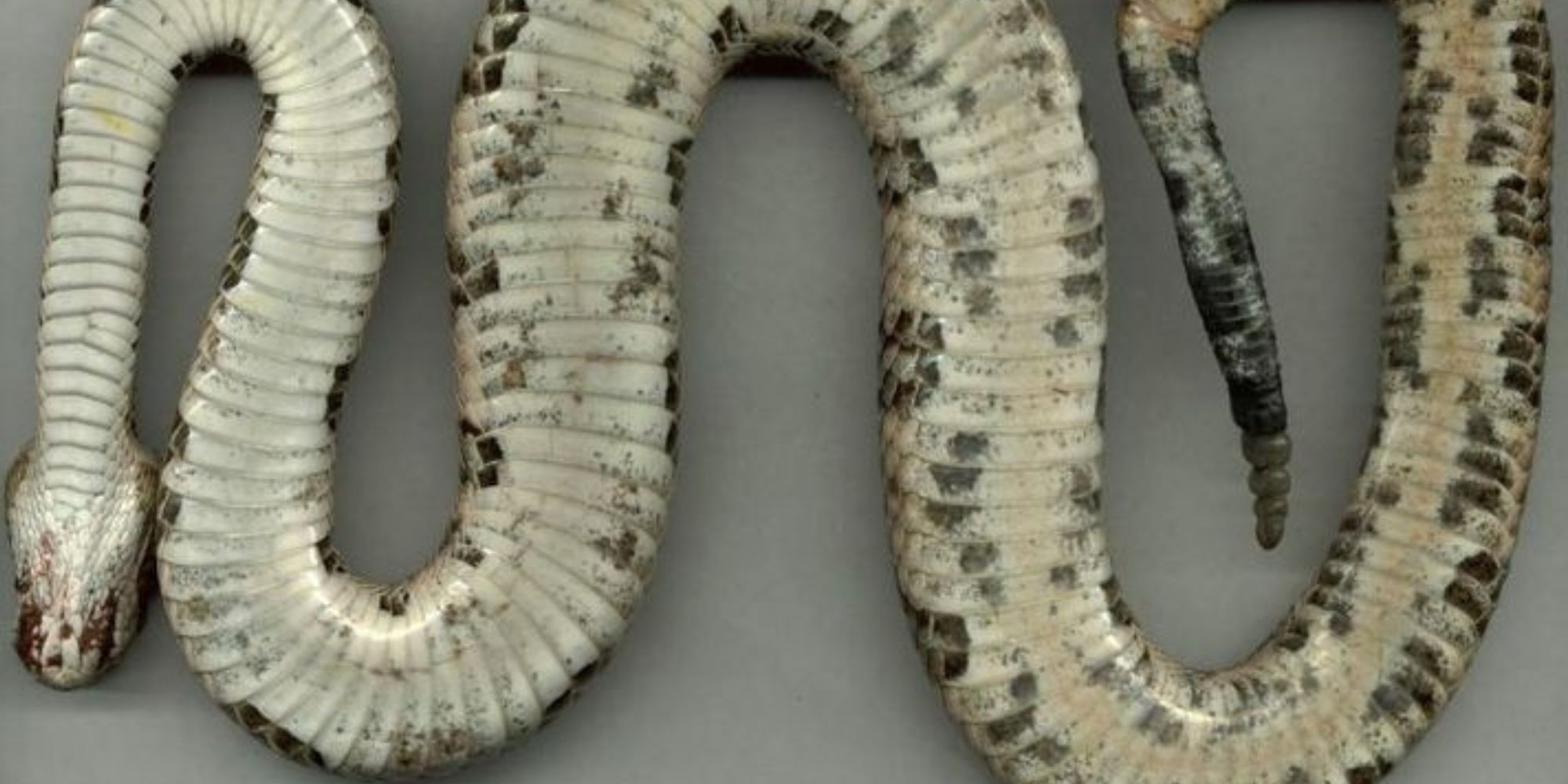 Snake Belly: Complete guide