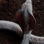 All Types Of Snakes A to Z
