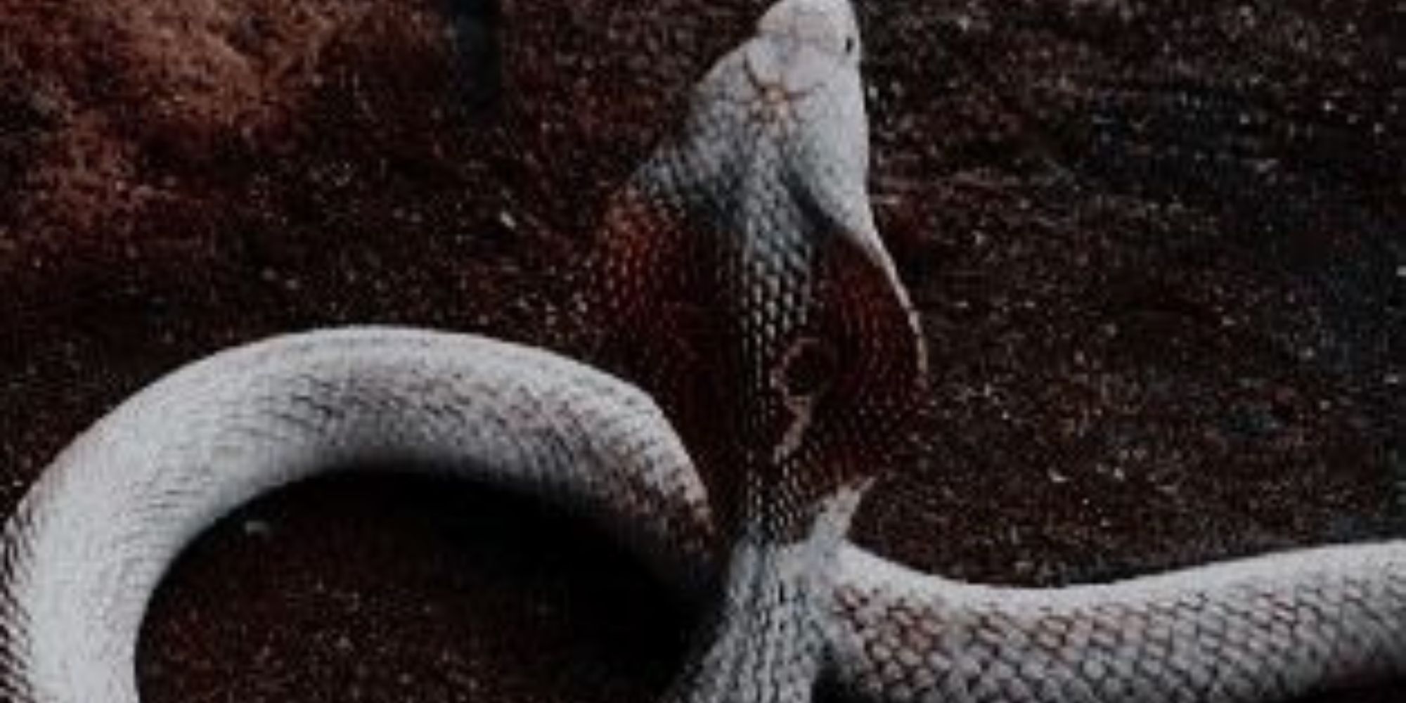 All Types Of Snakes A to Z: Complete guide