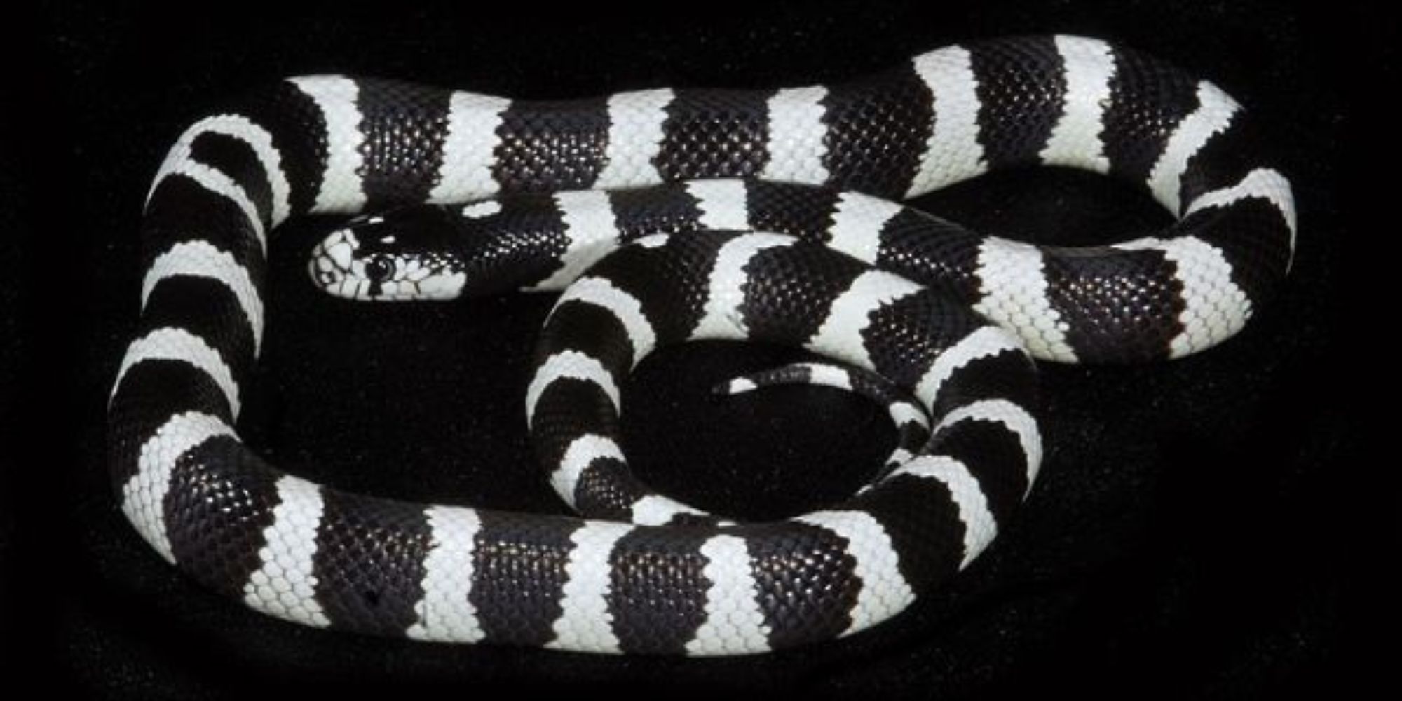 Black and White Snake: Brief guide