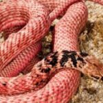 Red Racer Snake