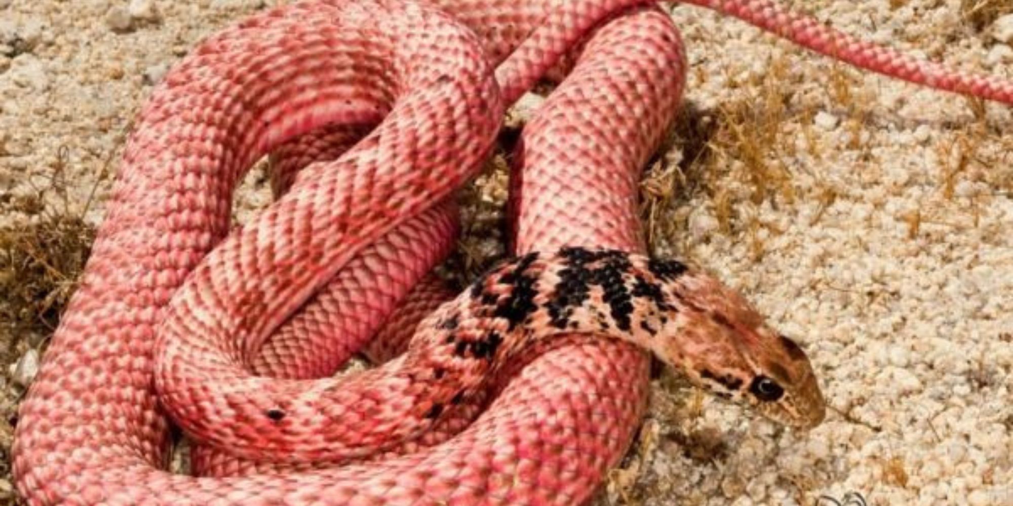 Red Racer Snake: Complete guide